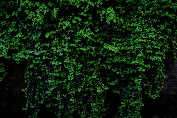 Dark Green toned image of an archival old brick wall covered with lush ivy plants (high details).