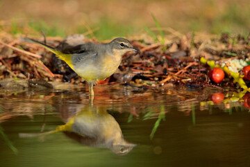 Lavandera cascadeña (Motacilla cinerea)