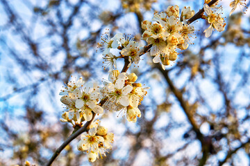 Blossoms on a wild cherry tree with a blurred background.