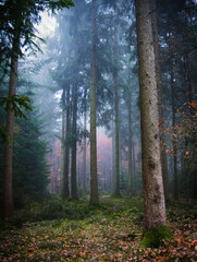 nebeliger Herbstwald