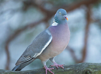 Common wood pigeon (Columba palumbus).