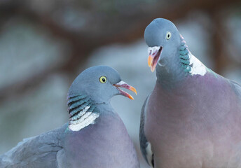 Common wood pigeon (Columba palumbus).