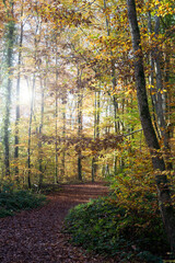 Obraz premium View of ray of light on beautiful trees in the autumnal forest
