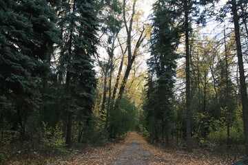 path in the forest
