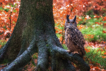 Eurasian eagle-owl Bubo bubo in wild woodland