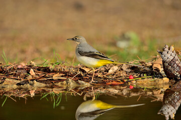 Lavandera cascadeña (Motacilla cinerea)