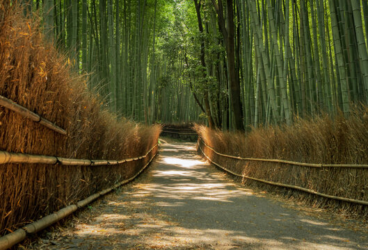 Arashiyama Bamboo Grove Walking Path In Kyoto, Japan