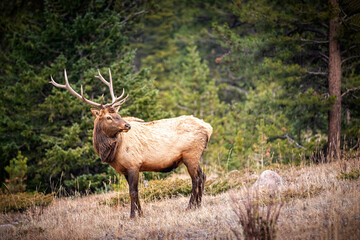 Naklejka na ściany i meble Portrait of a large bull elk (Cervus canadensis) in the Rocky Mountains