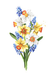 Bouquet of the spring Narcissus and Muscari flowers. Hand drawn watercolor illustration, isolated on white background