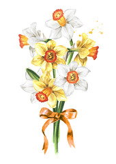 Bouquet of the spring Narcissus flowers. Hand drawn watercolor illustration, isolated on white background