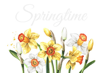 Frame of spring Narcissus flowers. Hand drawn watercolor illustration, isolated on white background