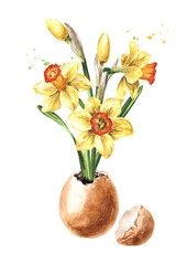 Narcissus flower grows in eggshell. Hand drawn watercolor illustration, isolated on white background