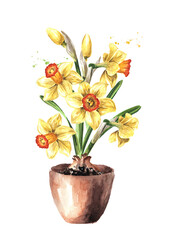 Potted spring Narcissus flowers. Hand drawn watercolor illustration, isolated on white background