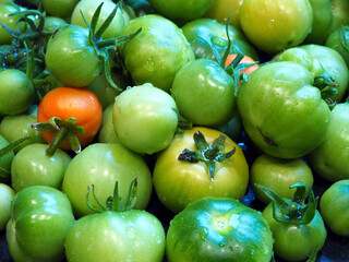 Tomaten, ganz frsich aber noch nicht ganz reif