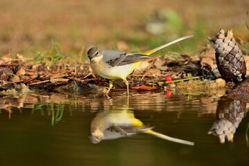 Lavandera cascadeña reflejada en el estanque (Motacilla cinerea)