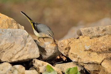 Lavandera cascadeña (Motacilla cinerea)