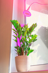 Phytolamp illuminates indoor rooms for plants, replacing real daylight and sunlight.