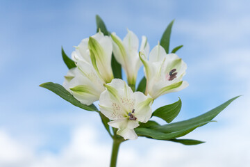 White alstroemeria with green leaves with blue sky