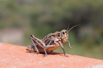 grasshopper