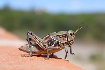 grasshopperleaf, wild, summer, gree