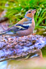 Chaffinch, Fringilla coelebs, Forest Pond, Mediterranean Forest, Castile and Leon, Spain, Europe