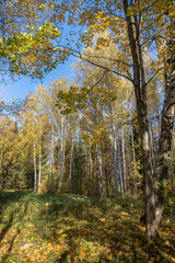 The trees in the park are covered with yellow leaves. Golden autumn.
