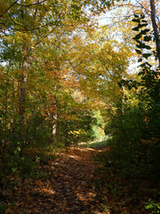 Trail in fall landscape with colorful trees