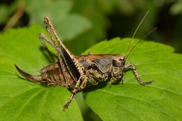Grasshopper Dark bush-cricket Pholidoptera griseoaptera