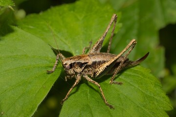 Grasshopper Dark bush-cricket Pholidoptera griseoaptera