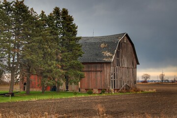 Obraz premium 1234 - Owendale Red