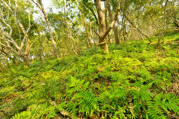 Riverine Forest, Royal Bardia National Park, Bardiya National Park, Nepal, Asia