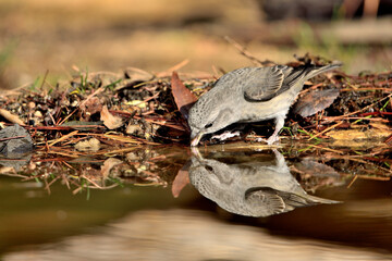 Piquituerto común bebiendo y reflejada en el agua del estanque (Loxia curvirostra) Ojén Málaga España 