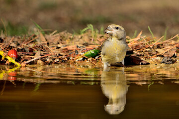 Piquituerto común bebiendo y reflejado en el estanque del parque (Loxia curvirostra) Ojén Málaga...