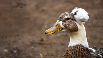 Duck with a crest of feathers on the head on a neutral brown background with copy space
