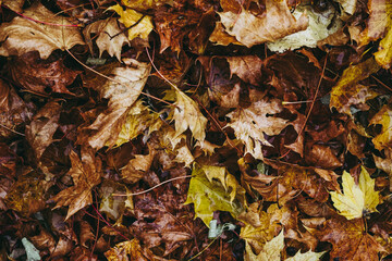 Arrière plan coloré - Feuilles mortes en automne