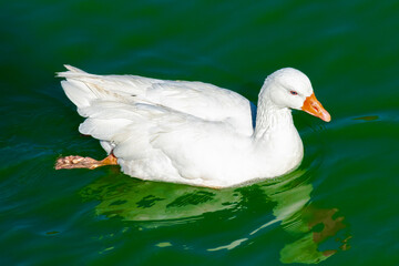 A white duck on the surface of a calm lake with greenish waters at sunset