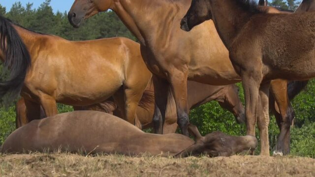Horses and foals closeup on a pasture, slow-motion