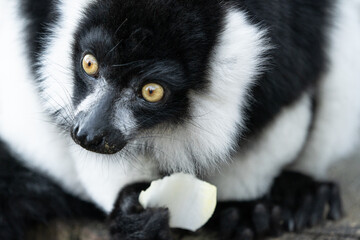 Black And White Ruffed Lemur From Madagascar © jpbagur12