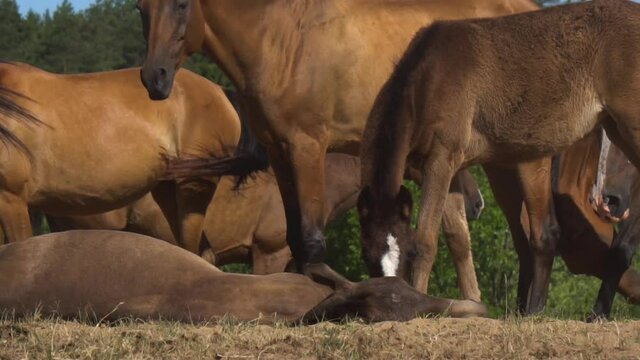 Cute sleepy horses in a summer field in slow-motion