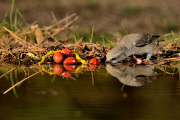 Piquituerto común (Loxia curvirostra)