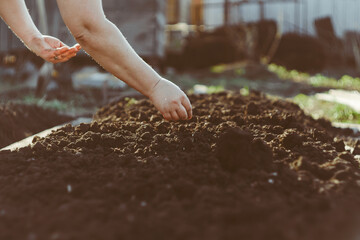 planting seeds in the ground