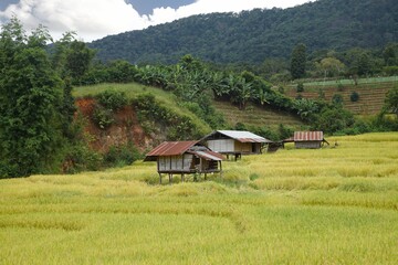 Fototapeta na wymiar Rice terrace at Chom Thong District in Chiang Mai , thailand