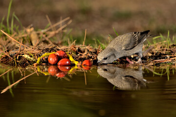 Piquituerto común bebiendo y reflejado en el estanque del parque (Loxia curvirostra) Ojén Málaga España 