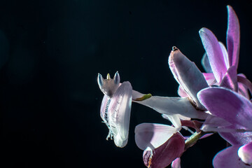 Orchid Mantis © robin