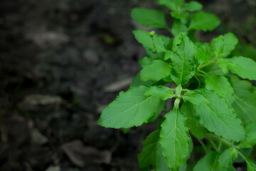 Basil trees planted in the kitchen garden.