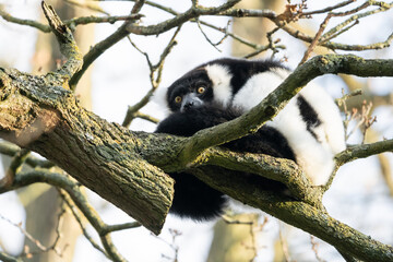 Black And White Ruffed Lemur From Madagascar
