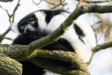 Black And White Ruffed Lemur From Madagascar