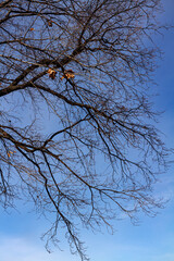 Obraz premium Crown of an autumn tree against a blue sky