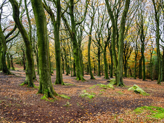 Autumn woodland with bare trees and leaves on the ground. Otley Chevin Park. Yorkshire.