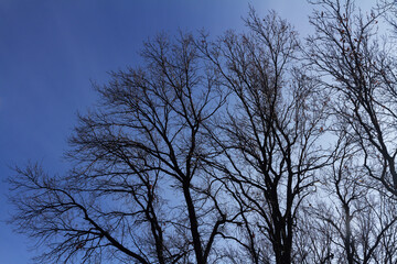crown of a tree without leaves on a background of blue sky